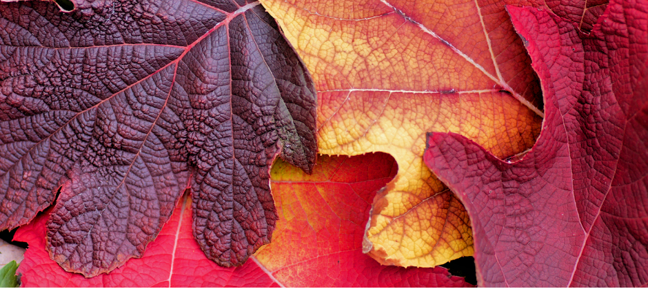 Image of autumn leaves