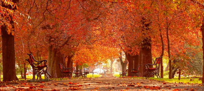 Image of a park in autumn