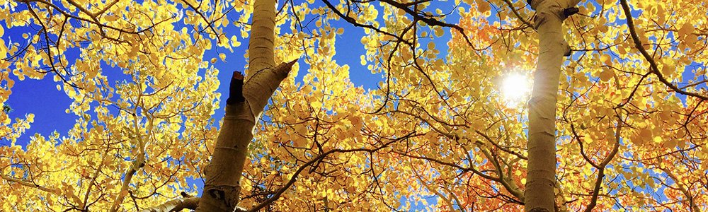 Image of fall leaves
