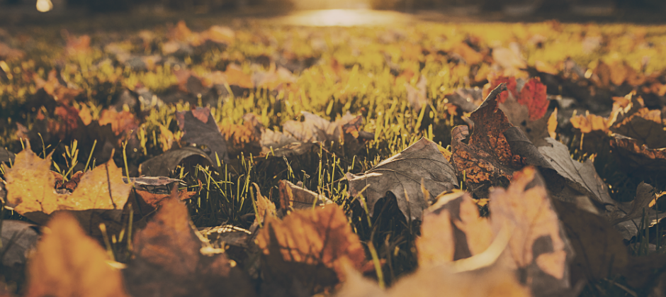 Image of autumn leaves