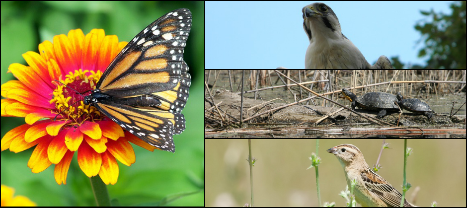 Image of Species Spotlight