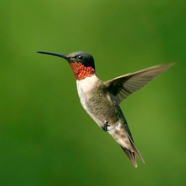 Ruby throat Hummingbird shutterstock_1953533 Roby Throat Hummingbird - Bird Friendly City