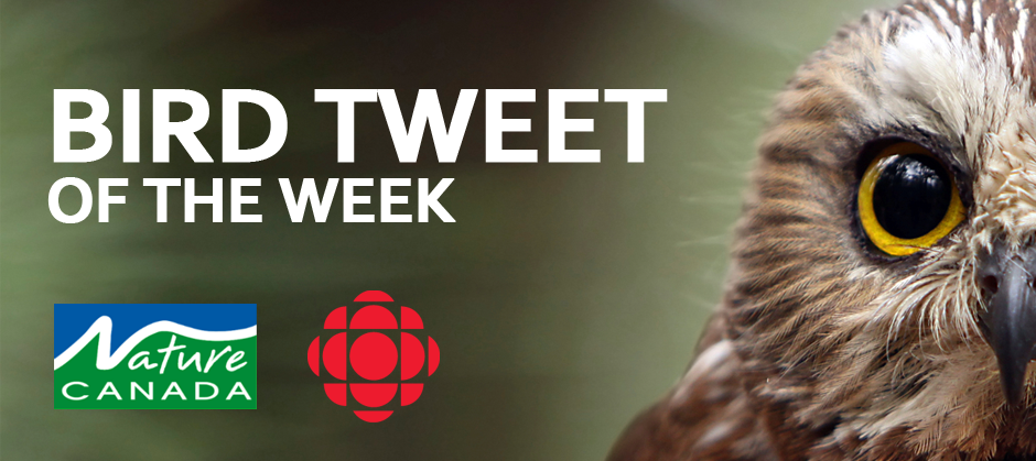 image of a saw whet owl