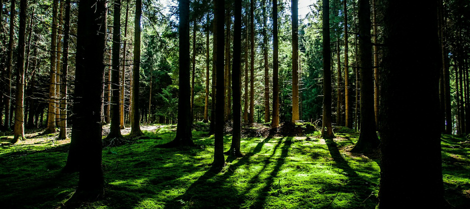 Image of a forest