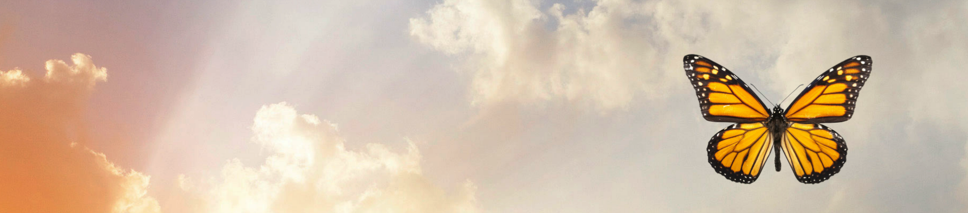 Image of a Monarch against the sky