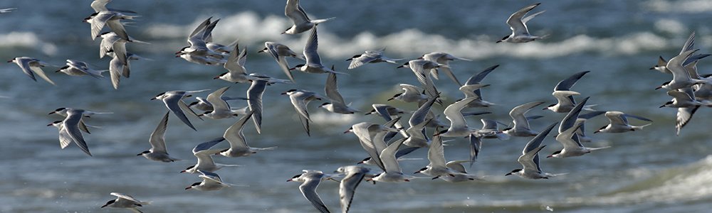 Image of Common Terns Flying