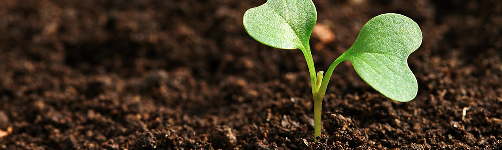 image of a plant growing banner