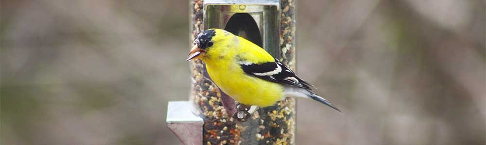 Image of an American Goldfinch