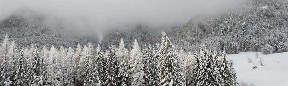 Image of trees and fog