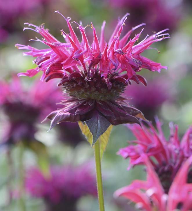 Image of Bee Balm