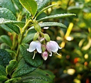 Image of cranberry flowers