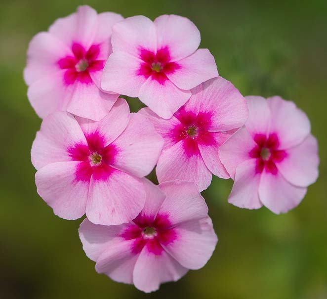 Image of Phlox
