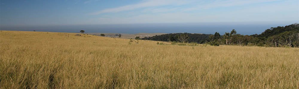 Images of Grasslands