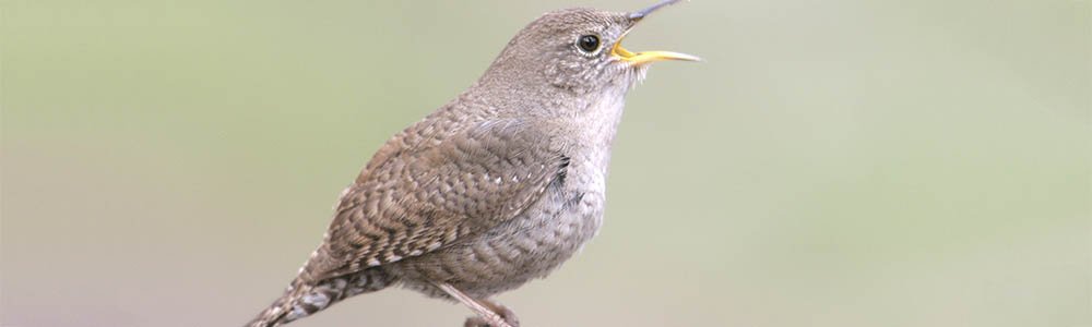 Image of a House Wren