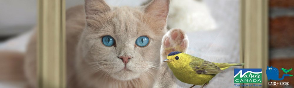 Image of a cat and a bird