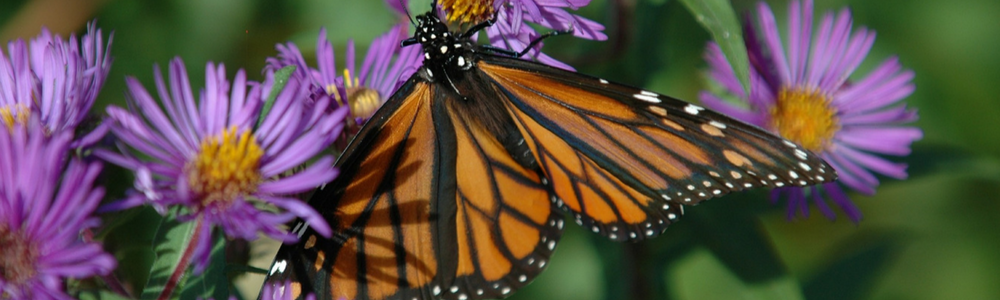 Monarch butterfly on a flower