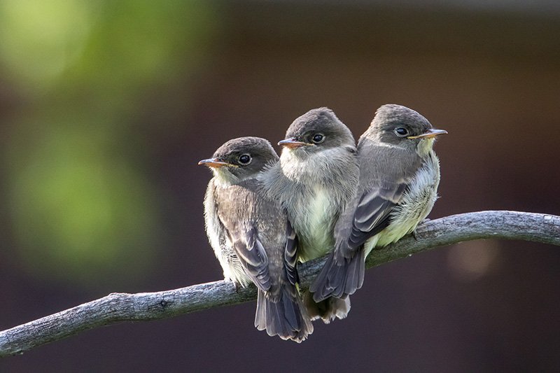 Image of Western Wood-Pewees by Tony LePrieur