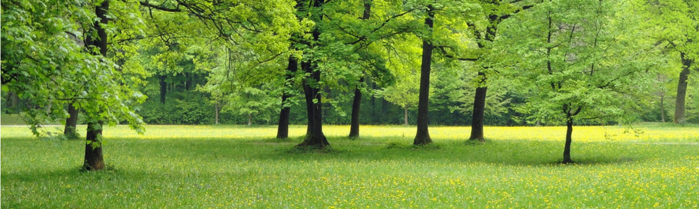 trees in park