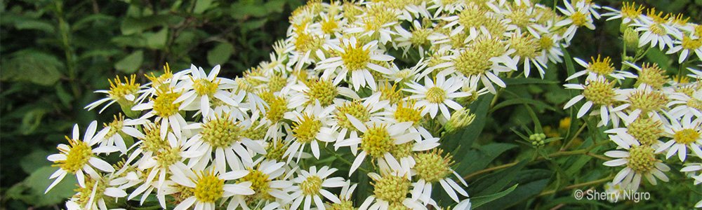 Image of a Parasol Whitetop