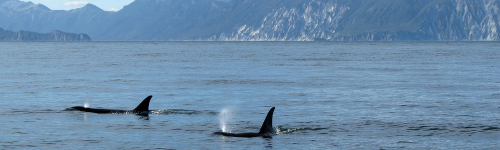 Killer Whale tails seen in water