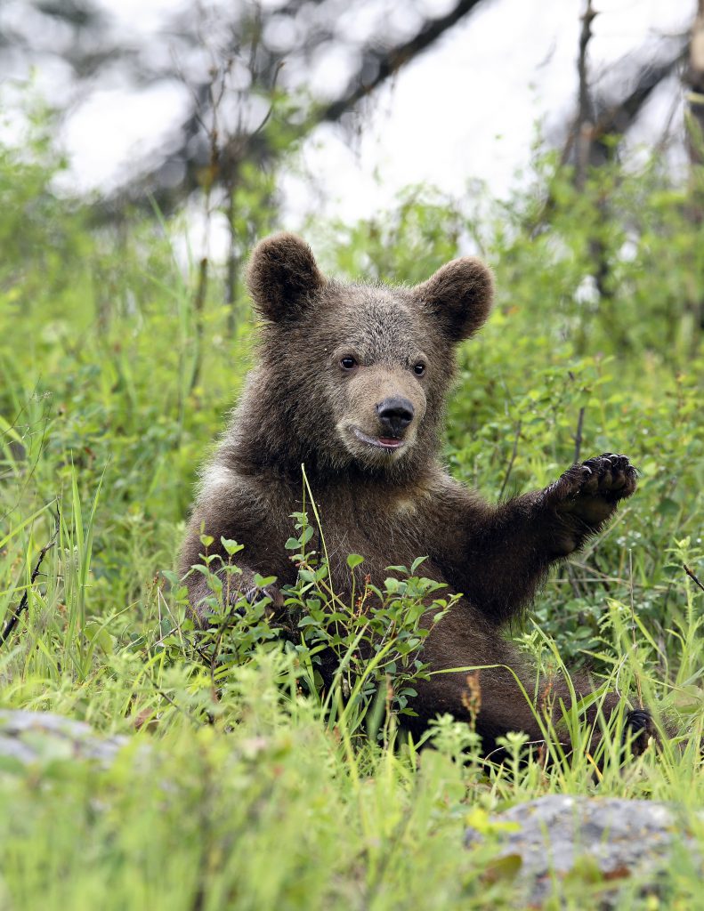 Land Wildlife 