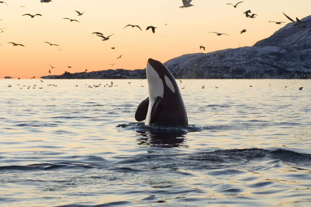 Aquatic Wildlife