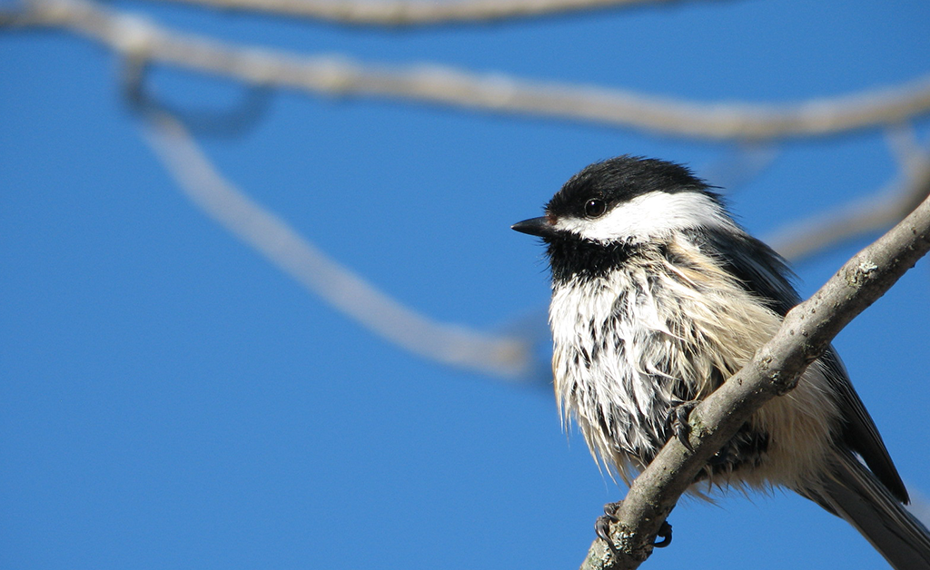 Image of Black-capped Chickadee