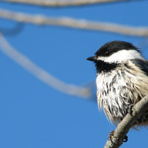 Image of Black-capped Chickadee