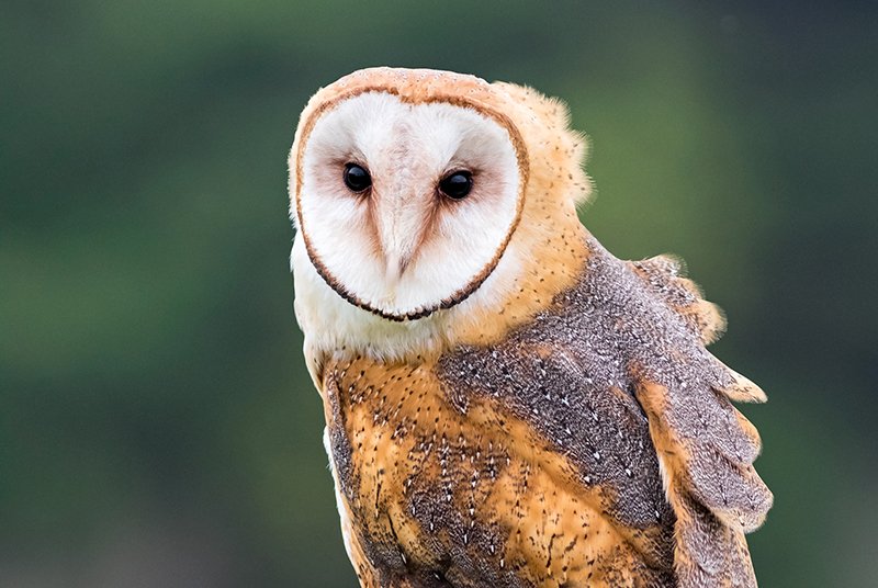 Your Voice For Nature