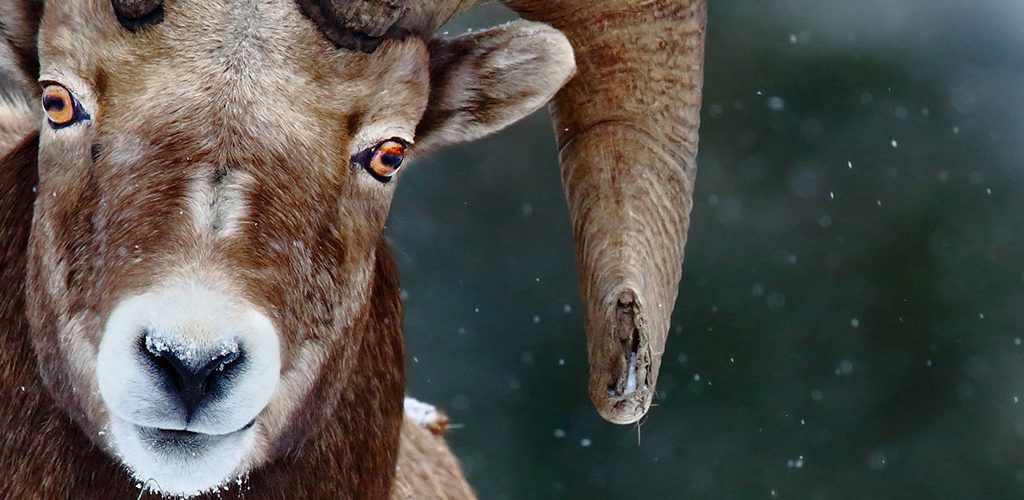 Bighorn Sheep by Tim Hopwood