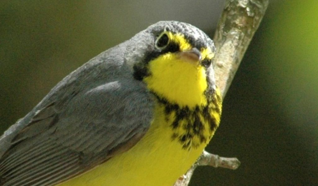 Canada Warbler by Carl Savignac