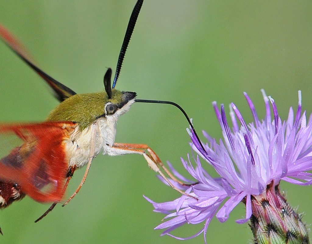 Hummingbird Moth by Tom Lusk