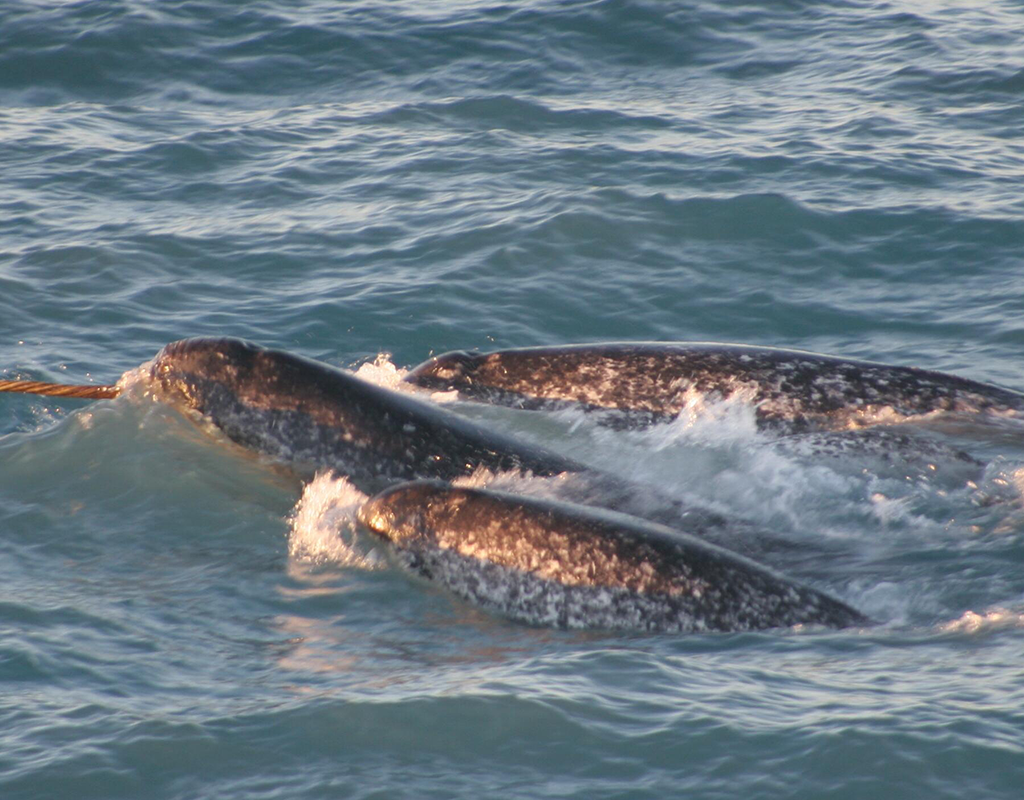 Image of a Narwhal