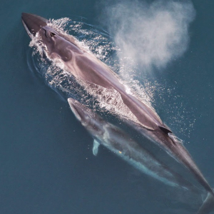 Image of a Sei Whale
