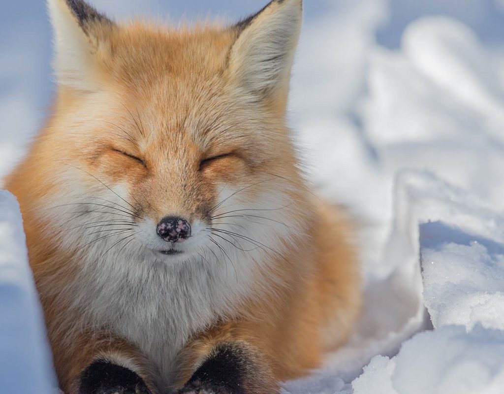 Red Fox by Barb D'Arpino