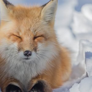 Red Fox by Barb D'Arpino