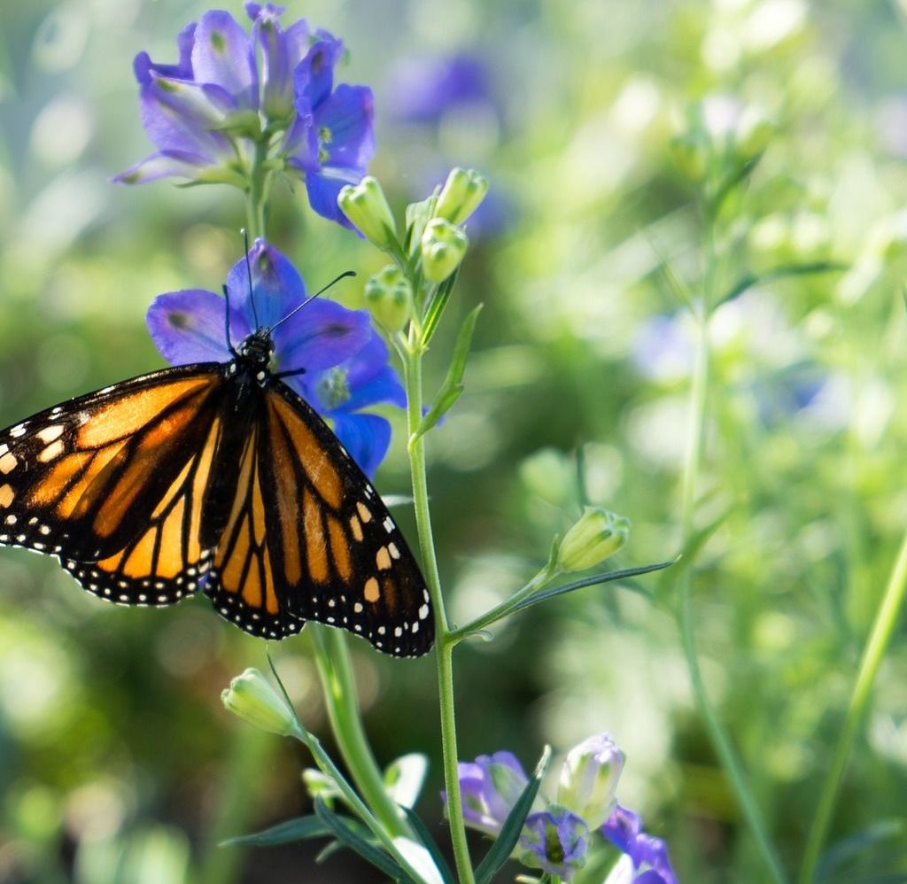 Monarch Butterfly