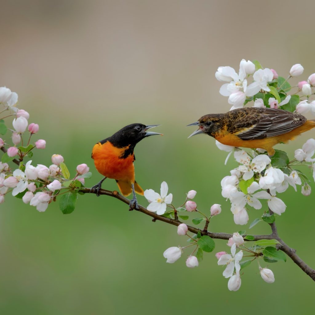 A Baltimore Oriole