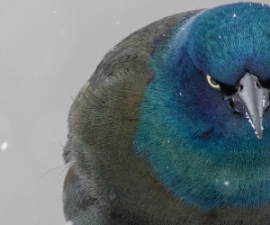 The Common Grackle