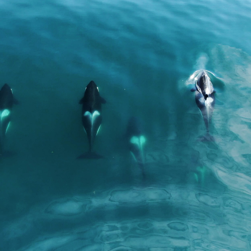 whales_allies_for_nature whales_allies_for_nature