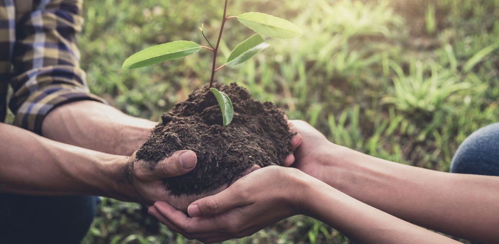 Image of two people holding a tree sapling.