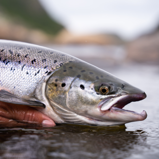 cepa_about-campaign_img Close up picture of Atlantic Salmon.