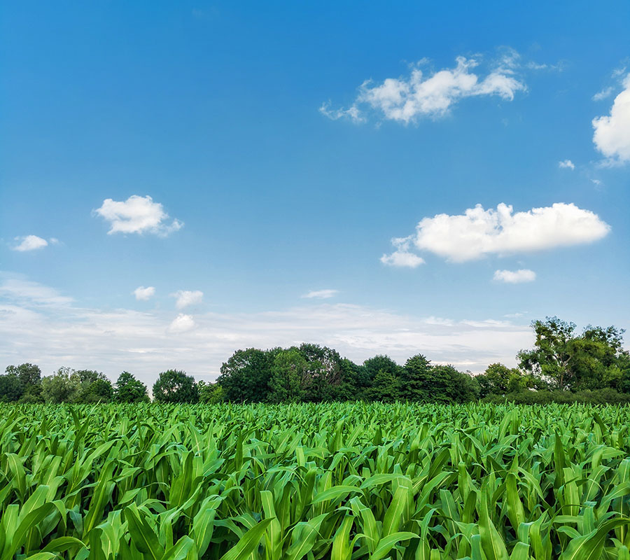 nbcs-agriculture-img-02