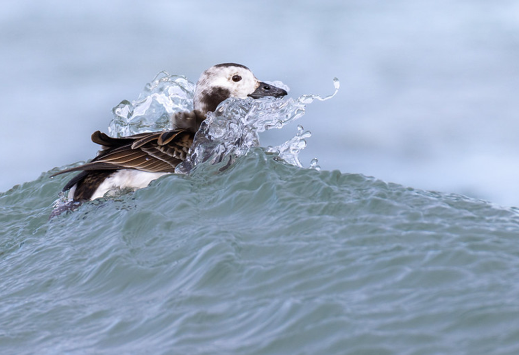 Long Tailed Duck by Paul Jones