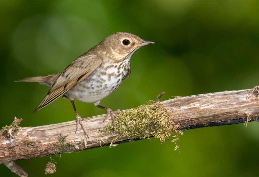 Swainson's Thrush on branch