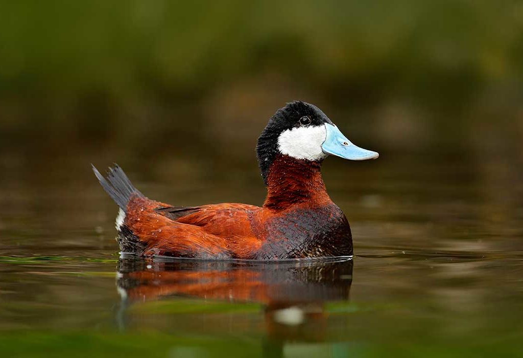 Male ruddy duck