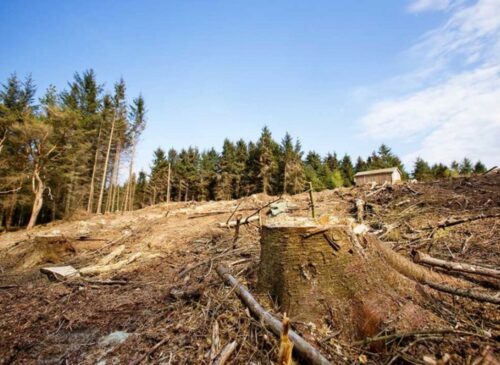 Logging