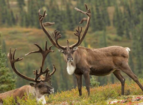 Woodland Caribou