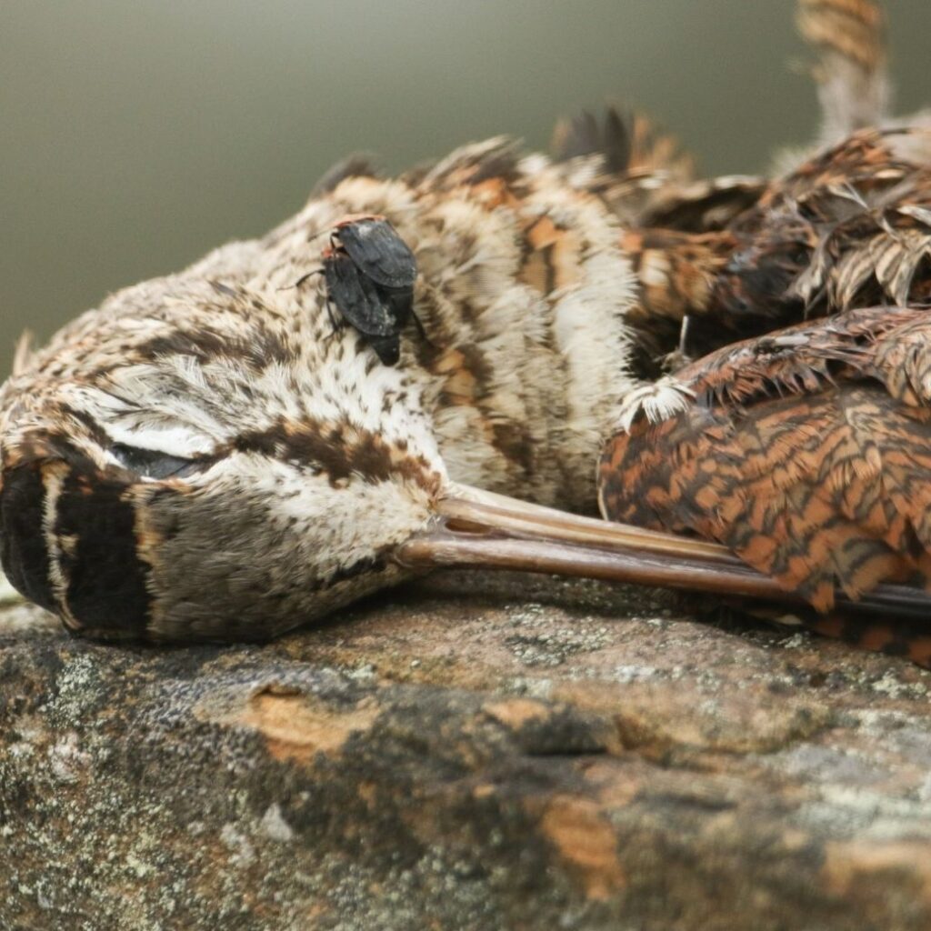dead woodcock with bug on it